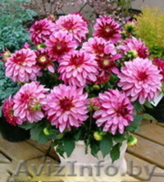 Карликовые георгины: галлери, мелоди, миниатюрные и др. - Изображение #3, Объявление #207946