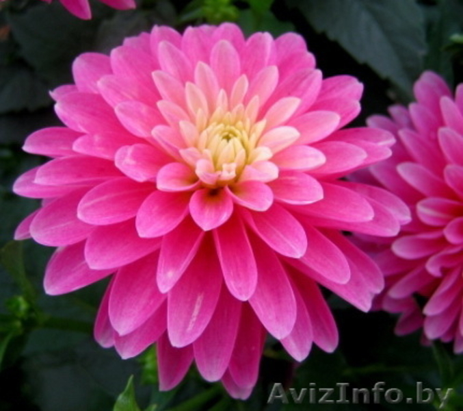 Карликовые георгины: галлери, мелоди, миниатюрные и др. - Изображение #9, Объявление #207946