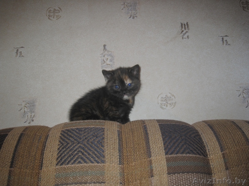 Британские короткошерстные котята! - Изображение #4, Объявление #189390