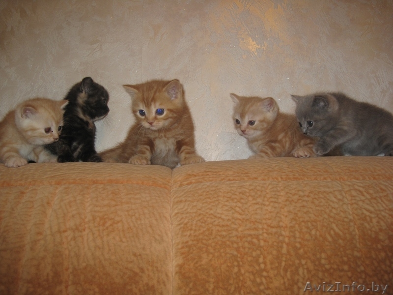 Британские короткошерстные котята! - Изображение #2, Объявление #189390