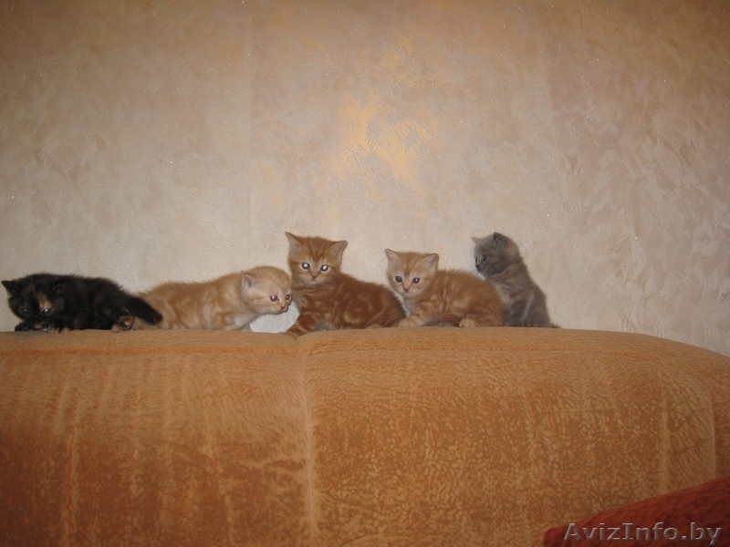 Британские короткошерстные котята! - Изображение #1, Объявление #189390