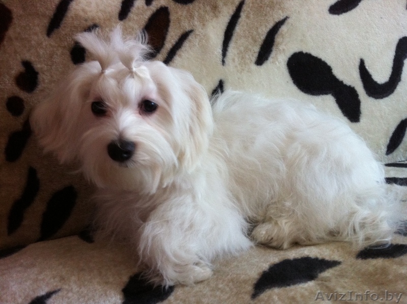 Продам мальтийскую болонку - Изображение #1, Объявление #205676