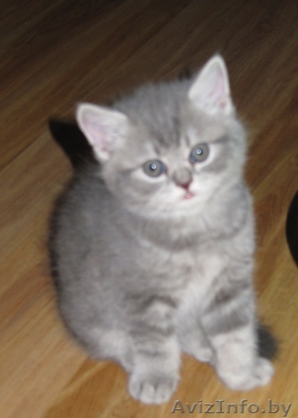 британский котят - Изображение #2, Объявление #206983