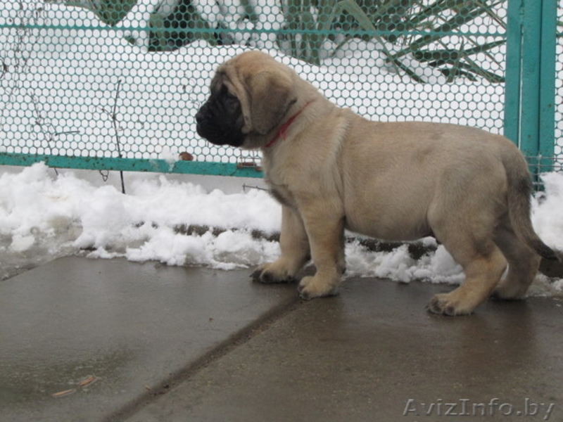предлагаю щенков английского мастифа - Изображение #4, Объявление #197961