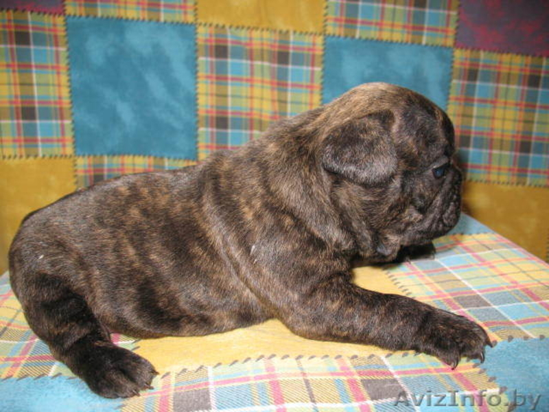 Щенки французского бульдога. Шоу и петс класса. - Изображение #2, Объявление #188449