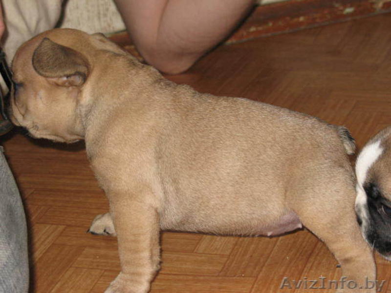 Щенки французского бульдога. С отличной родословной. - Изображение #3, Объявление #195387