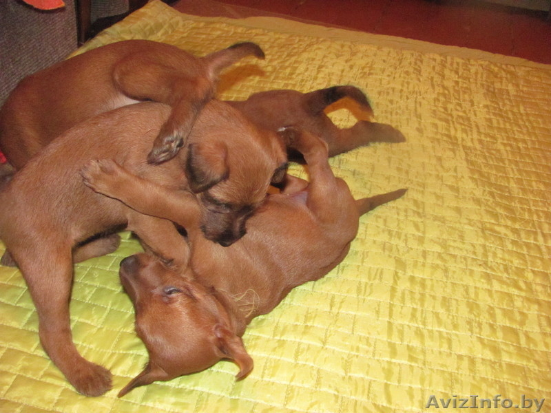 щенки ирландского терьера  от импортных производителей! - Изображение #3, Объявление #188407