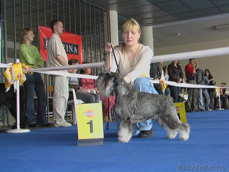 щенков цвергшнауцера окраса перец с солью.C родословной. - Изображение #1, Объявление #189991