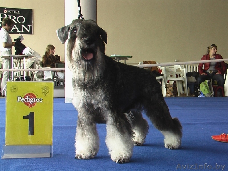 Предлагаем высококлассных щенков цвергшнауцера окраса перец с солью. В родословн - Изображение #3, Объявление #189989