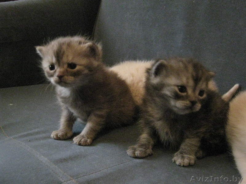 Редчайшие британские котята! - Изображение #1, Объявление #195200