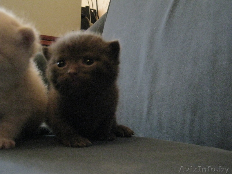 Редчайшие британские котята! - Изображение #3, Объявление #195200