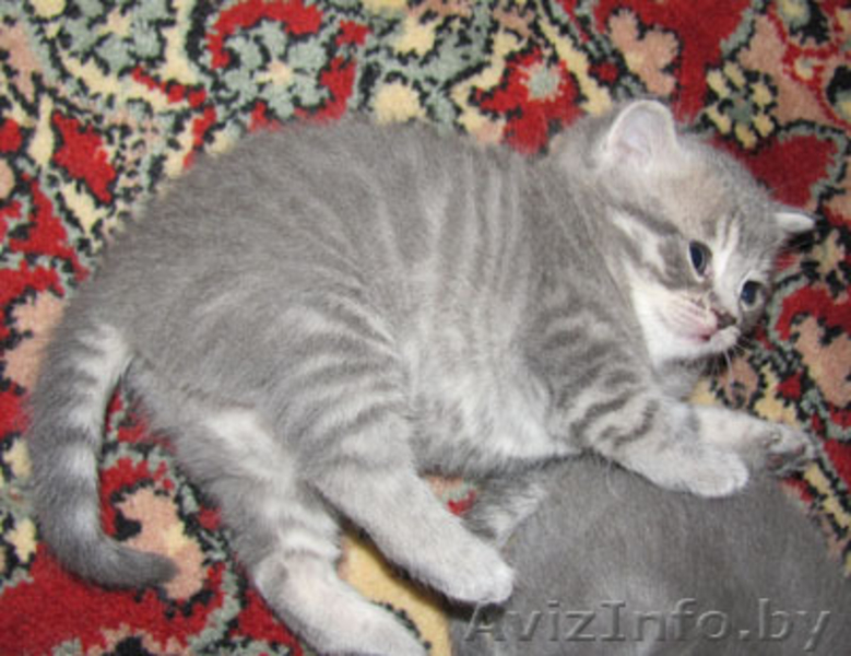 Продаются британские плюшевые котята- "счастье в дом". - Изображение #1, Объявление #199662