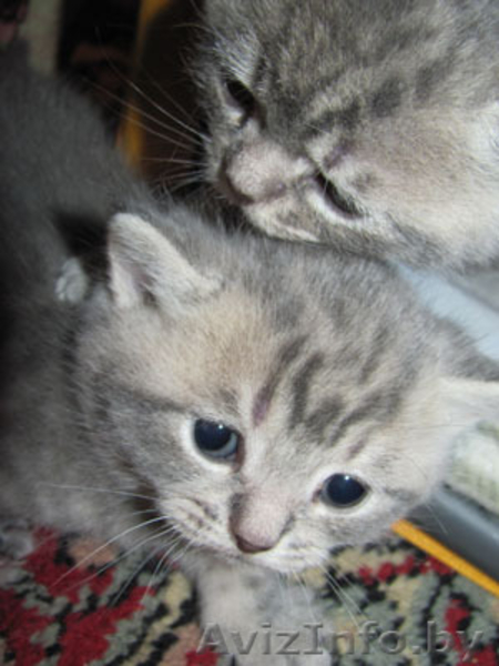 Продаются британские плюшевые котята- "счастье в дом". - Изображение #2, Объявление #199662