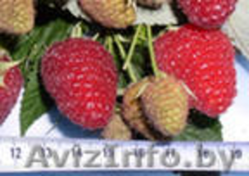 Продажа саженцев - Изображение #3, Объявление #184559