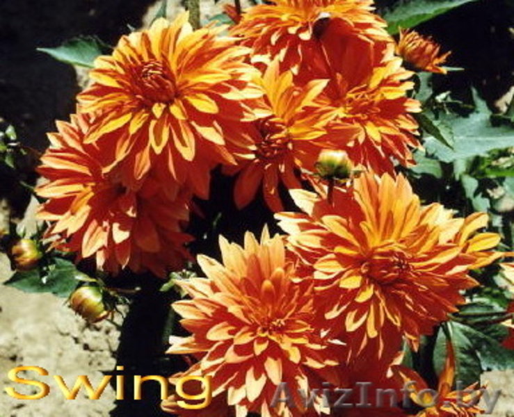 Карликовые георгины: галлери, мелоди, миниатюрные и др. - Изображение #6, Объявление #207946