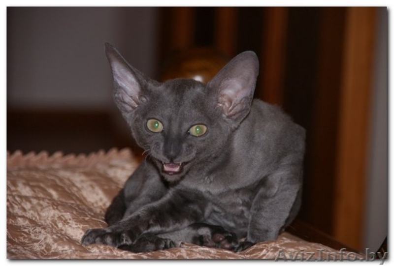 VIP котята  Корниш-рекс    Родились 16.12.2010.  - Изображение #1, Объявление #198096