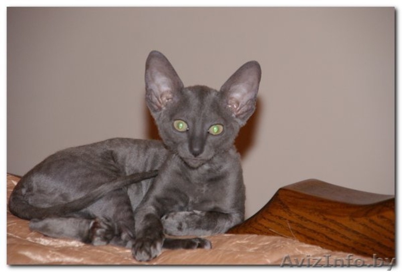 VIP котята  Корниш-рекс    Родились 16.12.2010.  - Изображение #2, Объявление #198096