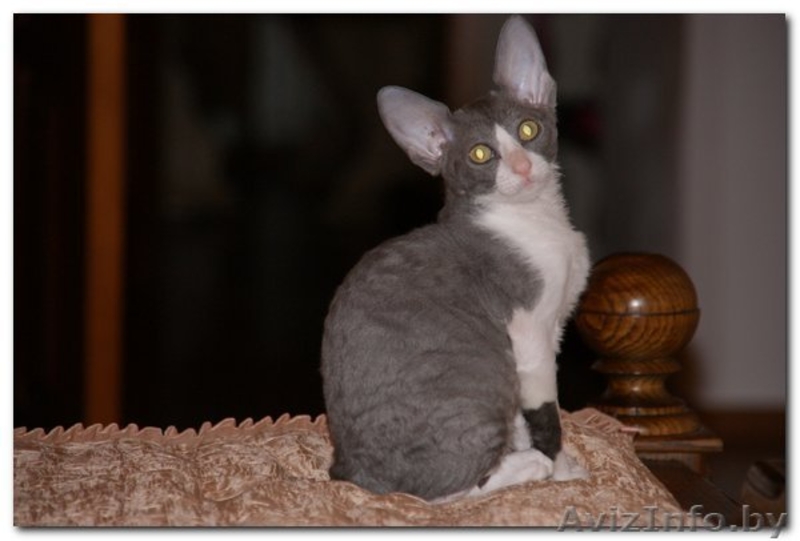 котята Корниш-рекс Родились 16.12.2010 - Изображение #3, Объявление #200321