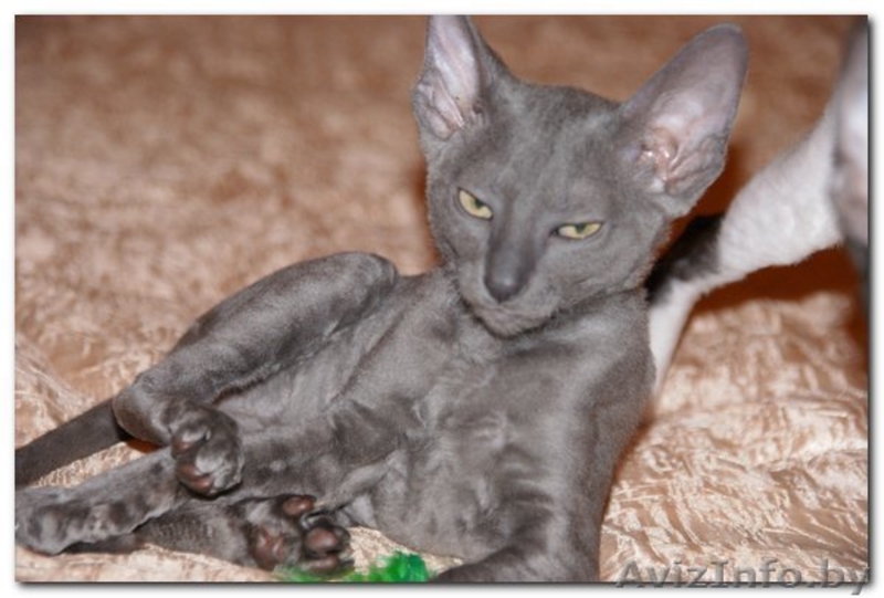 котята Корниш-рекс Родились 16.12.2010 - Изображение #6, Объявление #200321