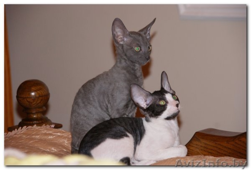 котята Корниш-рекс Родились 16.12.2010 - Изображение #4, Объявление #200321