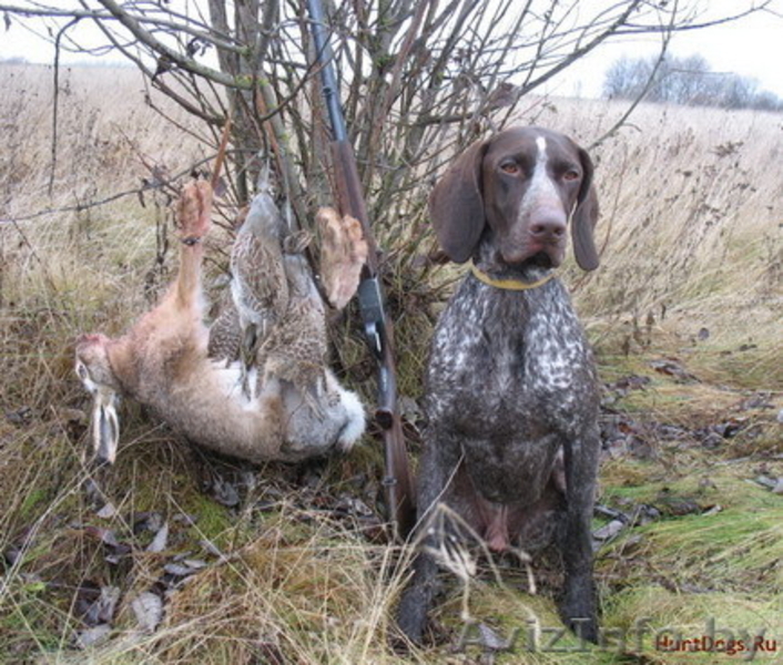Щенки курцхаара в Минске - Изображение #5, Объявление #198838