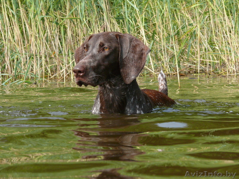 Щенки курцхаара в Минске - Изображение #1, Объявление #198838