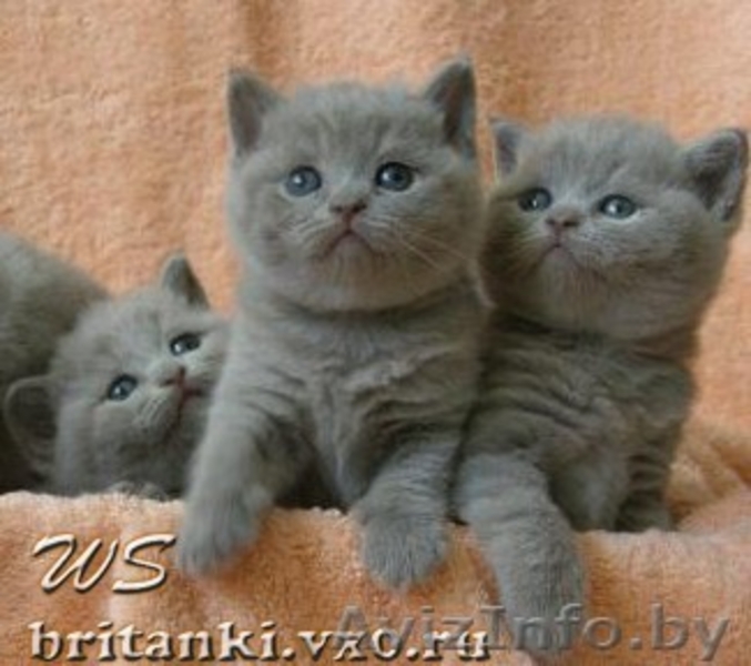 Элитные британские  котята от титулованных родителей с  отличной родословной ( F - Изображение #2, Объявление #184867