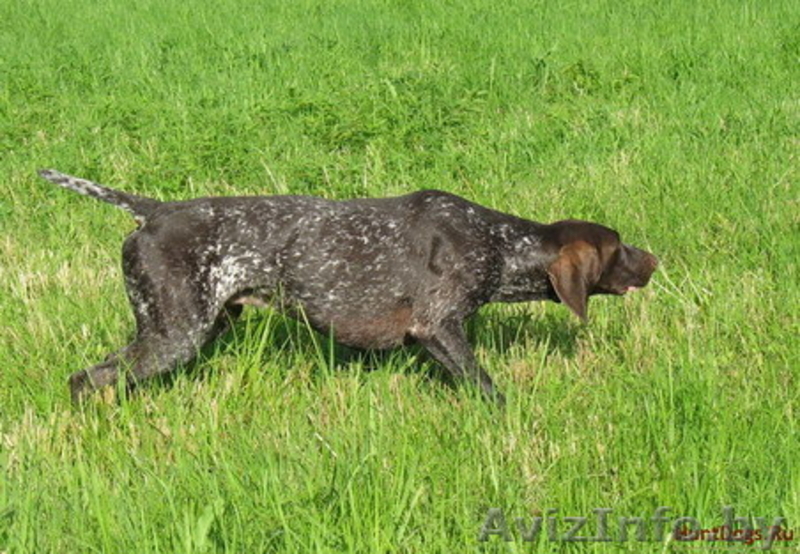 Щенки курцхаара в Минске - Изображение #6, Объявление #198838