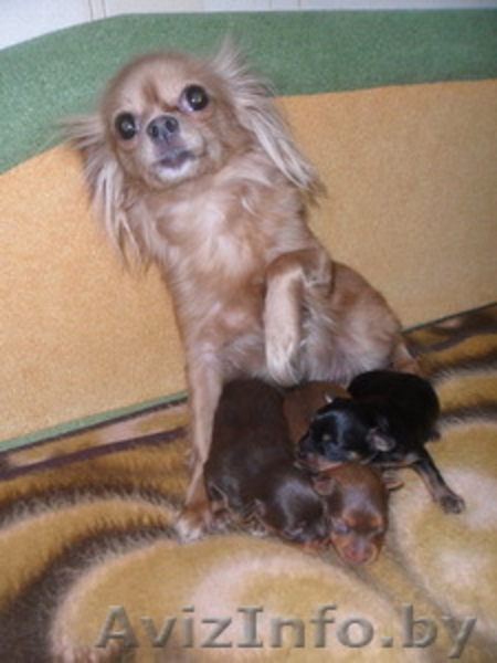 Русский Той-терьер - Изображение #3, Объявление #176411