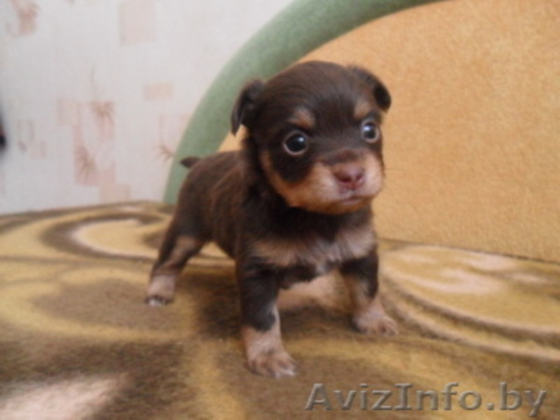 Русский Той-терьер - Изображение #2, Объявление #176411