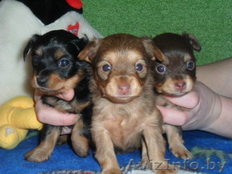 Русский Той-терьер - Изображение #1, Объявление #176411