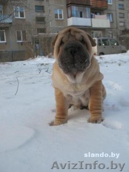 шарпея щенки недорого - Изображение #1, Объявление #196364