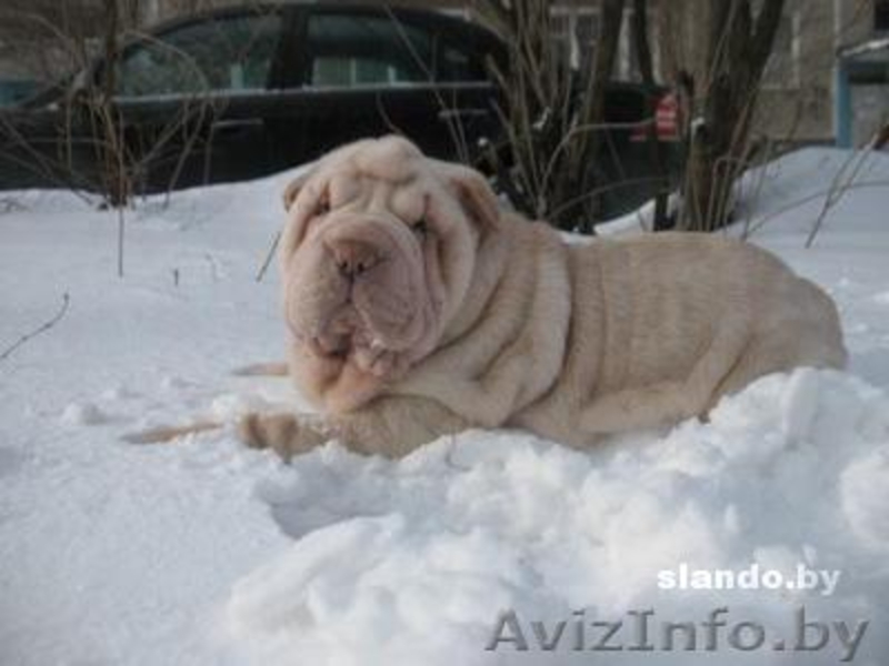 шарпея щенки недорого - Изображение #2, Объявление #196364