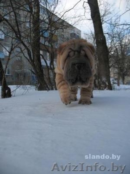 шарпея щенки недорого - Изображение #3, Объявление #196364