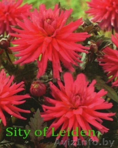 Карликовые георгины: галлери, мелоди, миниатюрные и др. - Изображение #7, Объявление #207946