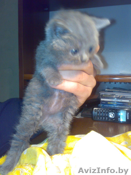 Продаются британские короткошёрстные котята - Изображение #1, Объявление #245976