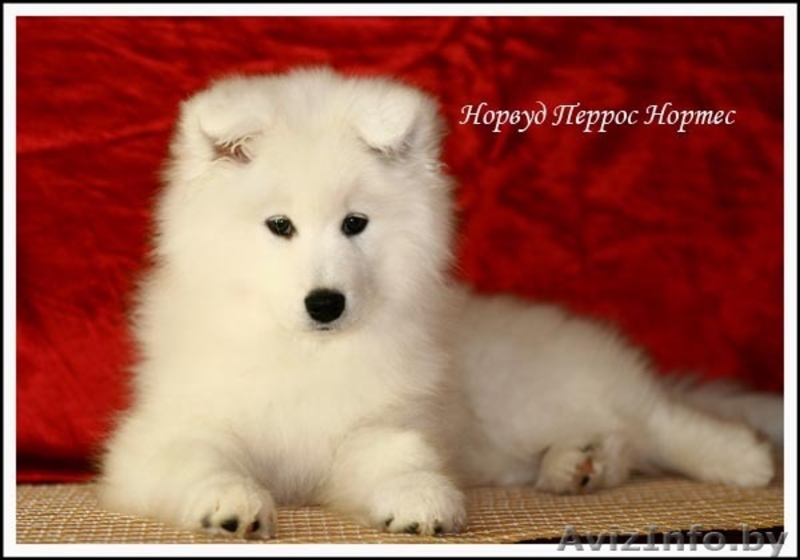 Щенки самоедской лайки! - Изображение #6, Объявление #228302