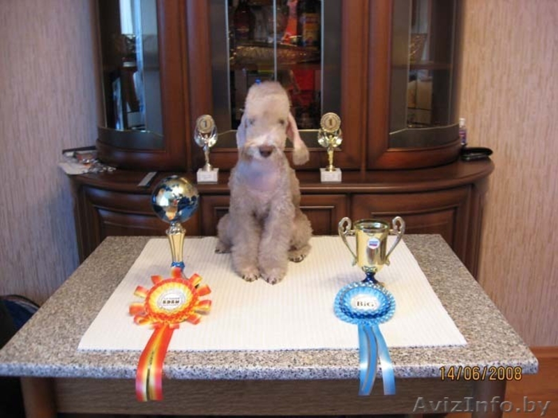 Бедлингтон-терьер - Изображение #3, Объявление #234400