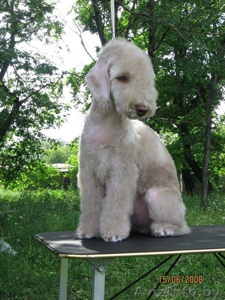 Бедлингтон-терьер - Изображение #2, Объявление #234400