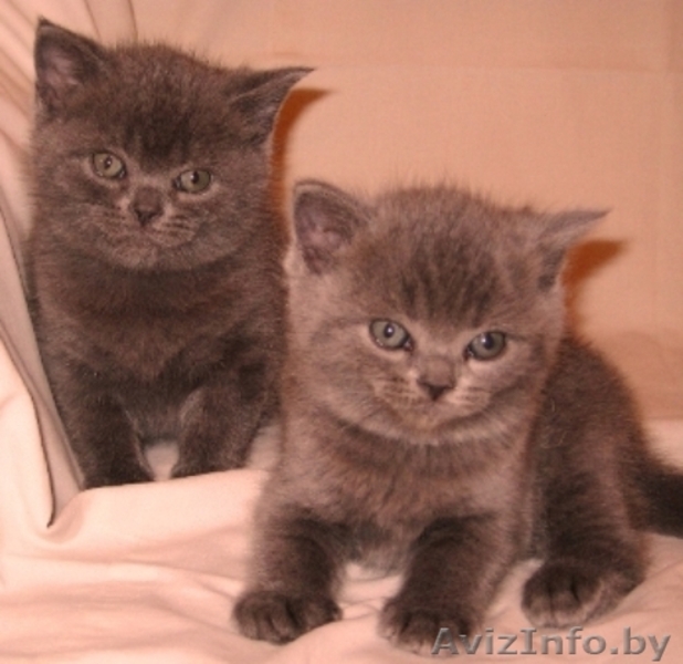 Британские котята есть мальчики и девочки… - Изображение #1, Объявление #219269