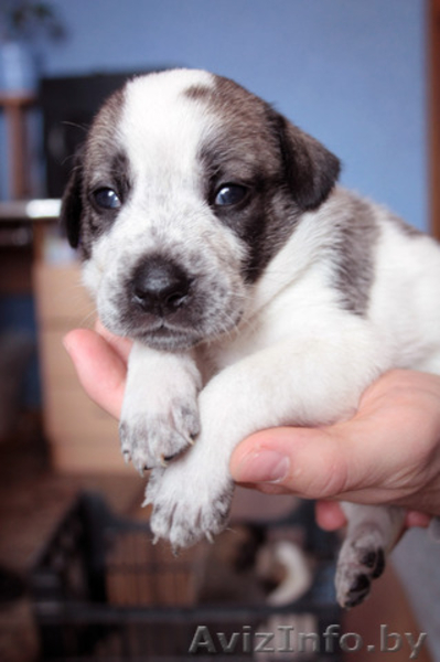 Месячные щенки в дар! Мальчики и девочки.   - Изображение #4, Объявление #236894