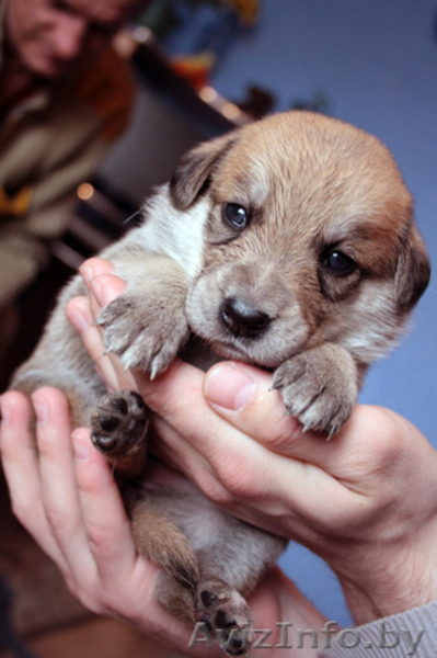 Щенок в дар! Месячные щенки в дар! Мальчики и девочки.   - Изображение #1, Объявление #246318
