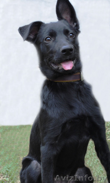 Щенок в дар. Девочка Альма. Черного окраса. Возраст: 3 месяца   - Изображение #1, Объявление #246590