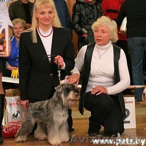 щенки цвергшнауцера из питомника - Изображение #2, Объявление #244055