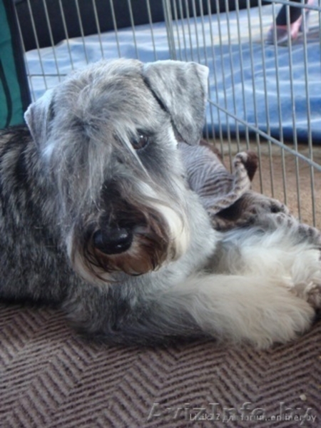 щенки цвергшнауцера из питомника - Изображение #3, Объявление #244055