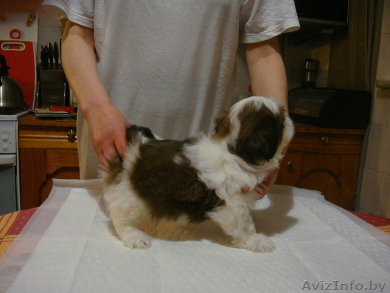 продаются щенки ши-тцу в минске - Изображение #1, Объявление #234089