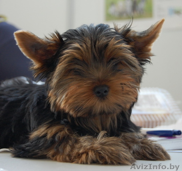 Щенки йоркширского терьера ищут маму - Изображение #1, Объявление #244167