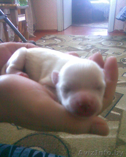 Милые красивые щенки - Изображение #5, Объявление #232347