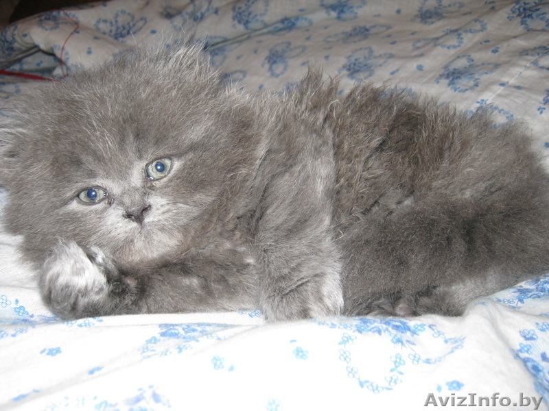 Продам котенка Британец - Изображение #1, Объявление #223161