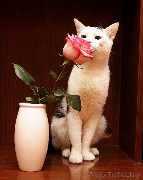 Белый котик подросток с черными пятнышками ищет хозяев    - Изображение #2, Объявление #241439